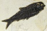 Plate of Three Fossil Fish (Diplomystus & Knightia) - Wyoming #382781-1